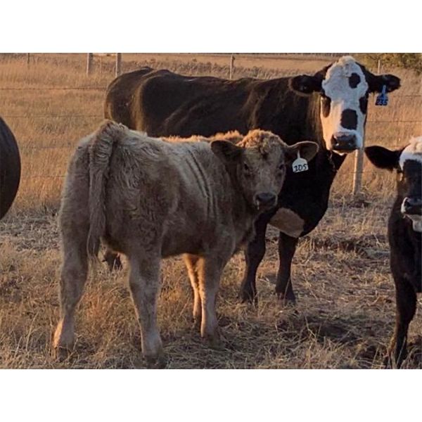 Ringstead Ranch Ltd. - 475# Heifer Calves - 100 Head (Drake, SK)