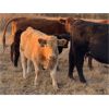 Image 2 : Ringstead Ranch Ltd. - 475# Heifer Calves - 100 Head (Drake, SK)