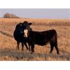 Image 3 : Ringstead Ranch Ltd. - 475# Heifer Calves - 100 Head (Drake, SK)