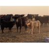 Image 5 : Ringstead Ranch Ltd. - 475# Heifer Calves - 100 Head (Drake, SK)