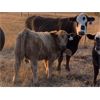 Image 7 : Ringstead Ranch Ltd. - 475# Heifer Calves - 100 Head (Drake, SK)