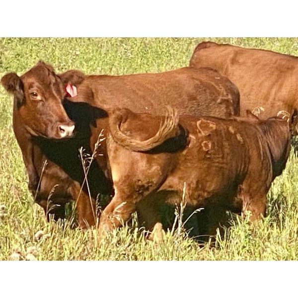 Luke Ball - 700# Steer Calves - 85 Head (Millarville, AB)