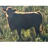 Image 5 : Luke Ball - 700# Steer Calves - 85 Head (Millarville, AB)