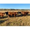 Image 1 : Pembina Ranching - 1070# Steers - 60 Head (Drayton Valley, AB)
