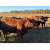 Image 2 : Pembina Ranching - 1070# Steers - 60 Head (Drayton Valley, AB)