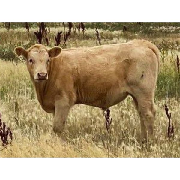 F Nester Ranching - 600# Steer Calves - 70 Head (Picture Butte, AB)