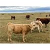 Image 3 : F Nester Ranching - 600# Steer Calves - 70 Head (Picture Butte, AB)