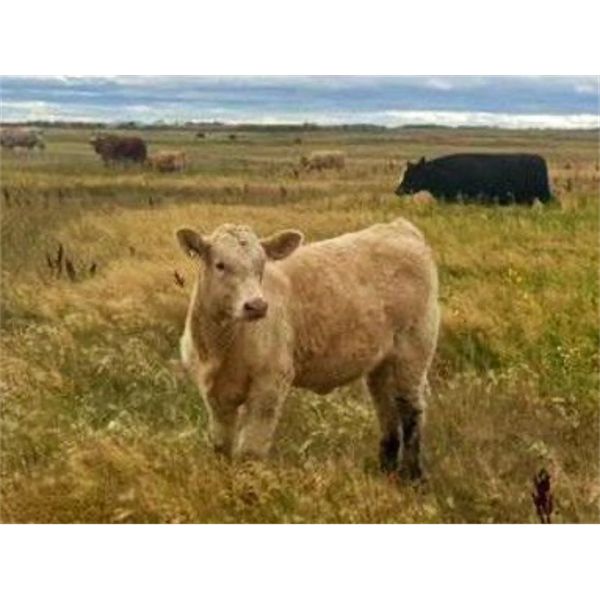 F Nester Ranching - 550# Steer Calves - 110 Head (Picture Butte, AB)