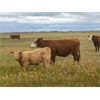 Image 5 : F Nester Ranching - 550# Steer Calves - 110 Head (Picture Butte, AB)