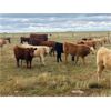 Image 1 : F Nester Ranching - 460# Steer Calves - 75 Head (Picture Butte, AB)