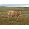 Image 3 : F Nester Ranching - 460# Steer Calves - 75 Head (Picture Butte, AB)