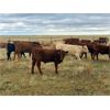 Image 4 : F Nester Ranching - 460# Steer Calves - 75 Head (Picture Butte, AB)