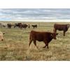 Image 5 : F Nester Ranching - 460# Steer Calves - 75 Head (Picture Butte, AB)