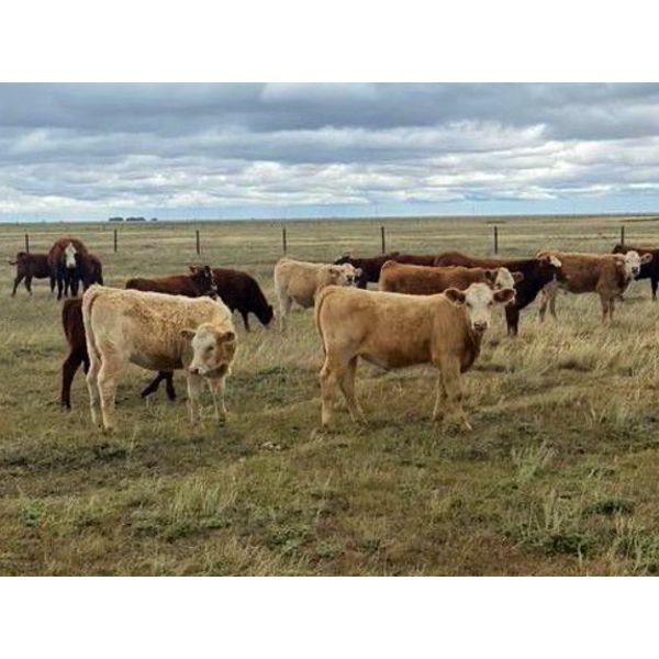 F Nester Ranching 580 Heifer Calves 60 Head (Picture Butte, AB