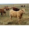 Image 1 : F Nester Ranching - 540# Heifer Calves - 80 Head (Picture Butte, AB)