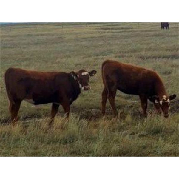 F Nester Ranching- 450# Heifer Calves - 95 Head (Picture Butte, AB)