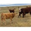 Image 2 : F Nester Ranching- 450# Heifer Calves - 95 Head (Picture Butte, AB)