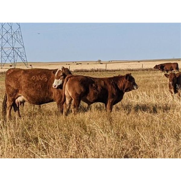 Coppock Legacy Farms Ltd. - 680# Steer Calves - 95 Head (Castor, AB)