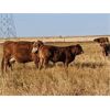 Image 1 : Coppock Legacy Farms Ltd. - 680# Steer Calves - 95 Head (Castor, AB)
