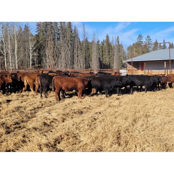Pembina Ranching - 880# Heifers - 115 Head (Lodgepole, AB)
