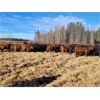 Image 3 : Pembina Ranching - 880# Heifers - 115 Head (Lodgepole, AB)