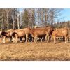 Image 3 : Andersen River Ranching - 960# Heifers - 315 Head (Drayton Valley, AB)