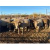 Image 6 : Andersen River Ranching - 960# Heifers - 315 Head (Drayton Valley, AB)
