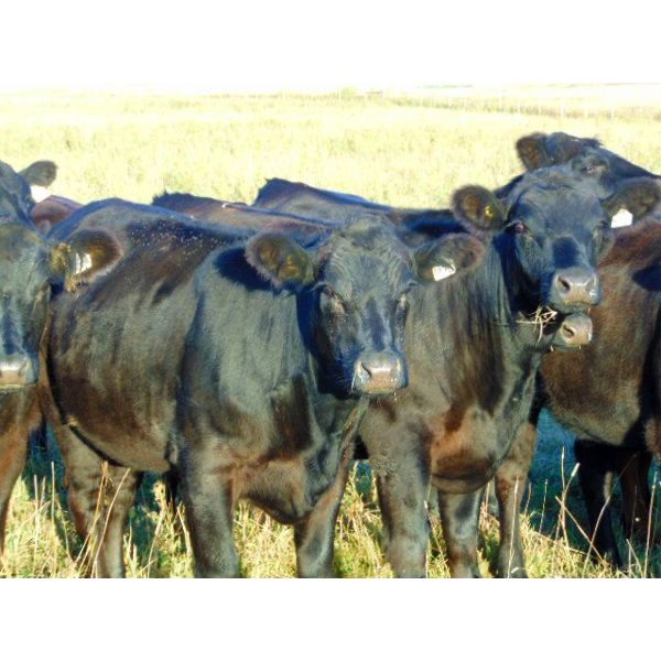 Coal Creek Ranching Ltd. - 820# Heifers - 77 Head (Bow City, AB)