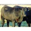 Image 3 : Coal Creek Ranching Ltd. - 820# Heifers - 77 Head (Bow City, AB)