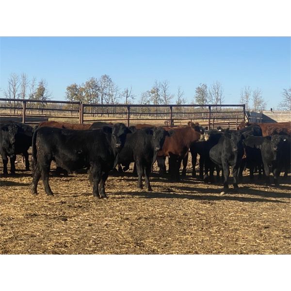 Bruce & Judy Dickson - 1014# Steers - 61 Head (Leslieville, AB)