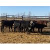 Image 5 : Bruce & Judy Dickson - 1014# Steers - 61 Head (Leslieville, AB)