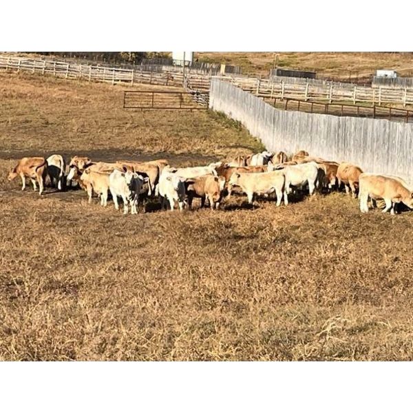 Reilly Lake Ranching - 850# Weaned Heifers - 70 Head (Lloydminster, AB)