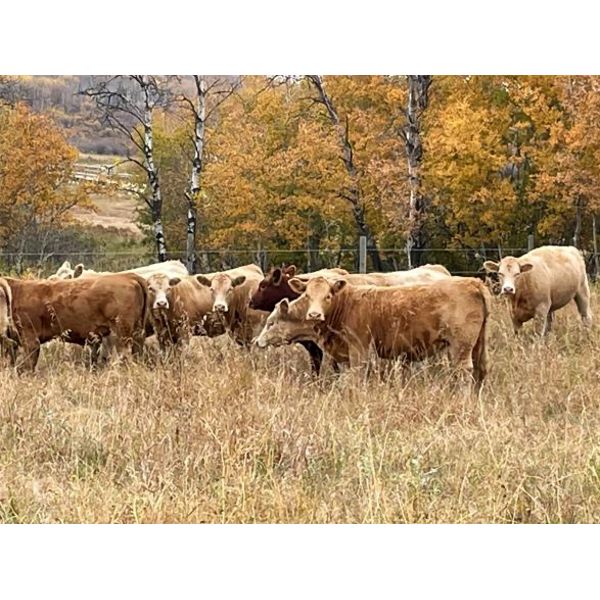 Terry Hines Livestock - 950# Heifers - 94 Head (Marwayne, AB)