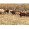 Image 5 : Terry Hines Livestock - 950# Heifers - 94 Head (Marwayne, AB)