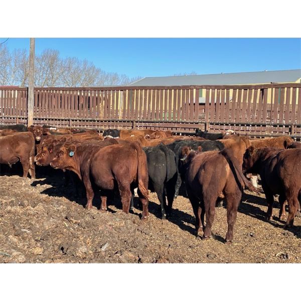 Hill 70 Quantock - 920# Steers - 45 Head (Lloydminster, AB)