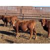 Image 4 : Hill 70 Quantock - 920# Steers - 45 Head (Lloydminster, AB)