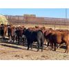 Image 1 : Hill 70 Quantock - 820# Heifers - 65 Head (Lloydminster, AB)