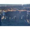 Image 4 : Hill 70 Quantock - 820# Heifers - 65 Head (Lloydminster, AB)