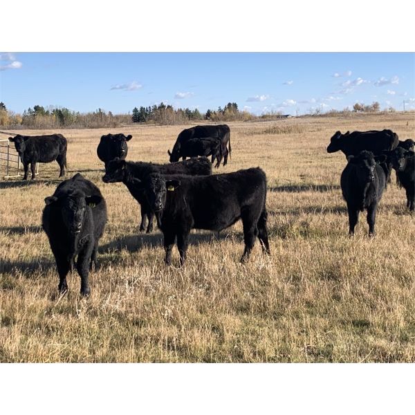 Tri-Star Cattle Co. - 475# Steer Calves - 80 Head (Halkirk, AB)