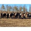 Image 1 : Westland Cattle - 820# Heifers - 67 Head (Leduc, AB)