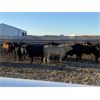 Image 4 : Soderglen Ranches Ltd. - 1475# Bulls - 19 Head (Airdrie, AB)