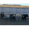 Image 6 : Soderglen Ranches Ltd. - 1475# Bulls - 19 Head (Airdrie, AB)
