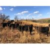 Image 1 : Bircham Ranch - 1040# Heifers - 60 Head (Piapot, SK)