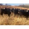 Image 4 : Bircham Ranch - 1040# Heifers - 60 Head (Piapot, SK)