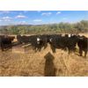 Image 5 : Bircham Ranch - 1040# Heifers - 60 Head (Piapot, SK)