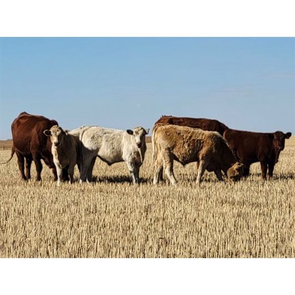 Hecker Farms Ltd. - 615# Steer Calves - 95 Head (Piapot, SK)
