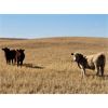 Image 6 : Hecker Farms Ltd. - 615# Steer Calves - 95 Head (Piapot, SK)