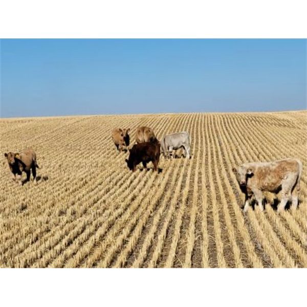 Hecker Farms Ltd. - 540# Heifers Calves - 60 Head (Piapot, SK)