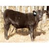 Image 10 : Tom Harrison - 590# Steer Calves - 95 Head (Regina Beach, SK)