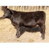 Image 11 : Tom Harrison - 590# Steer Calves - 95 Head (Regina Beach, SK)